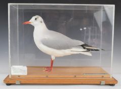 Taxidermy study of a black headed gull, in glazed case, W45 x D19 x H33cm