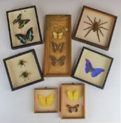 Collection of framed and mounted taxidermy including spiders, butterflies etc