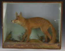 Taxidermy study of a fox, in glazed case, W69 x D25 x H54cm