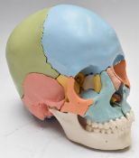 Beauchene instructional adult human skull model