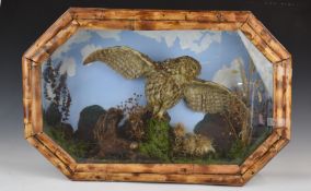 Victorian / Edwardian taxidermy study of an owl, in glazed bamboo framed case, W66 x D15 x H44cm