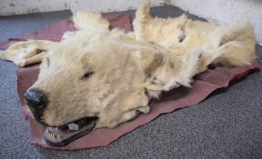 Victorian taxidermy study of a polar bear comprising head and partial hide, H26, width of head 34cm