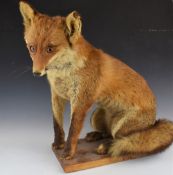 Taxidermy study of a seated fox, H54cm