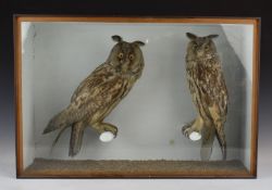 Taxidermy study of two owls, in glazed case, W61 x D19 x H41cm