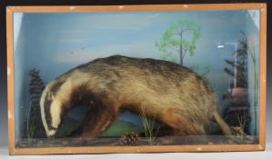 Taxidermy study of a badger, in glazed case, W79 x D29 x H45cm
