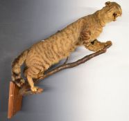 Taxidermy bobcat mounted on a branch and mahogany wall plaque, L78cm