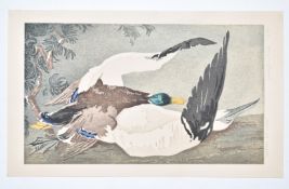 Arthur Rigden Read (1879-1955) woodcut still life 'Gannet and Drake', signed, dated 1925 and