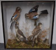 19thC taxidermy study of two sparrowhawks and two jays in glazed case, W60 x D16 x H63cm