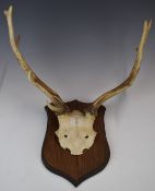 Taxidermy Red deer skull and antlers on wooden mount, height 45 x width 45cm