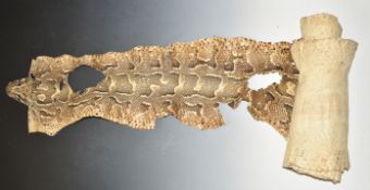 Large python skin, shot by the vendor's father in law in East Africa c1930s, length 430cm