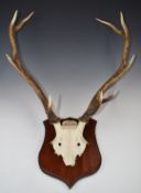 Taxidermy Red deer skull and antlers on wooden mount, height 78 x width 60cm