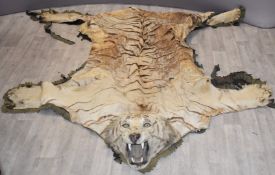 19th/20thC taxidermy tiger skin rug by Rowland Ward, with original felt and hessian lining and