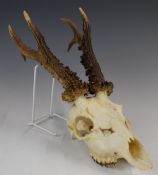 Taxidermy roe buck skull and antler mount, 39cm long