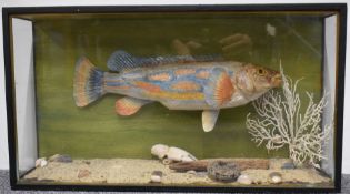 Taxidermy study of a tropical fish in naturalistic setting, in glazed case, W60 x D15 x H33cm