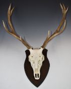 Taxidermy Fallow deer skull and antlers on wooden mount, height 86 x width 63cm