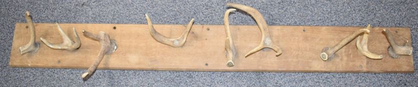 Taxidermy deer antler coat rack on a substantial elm/oak mount, W153 x D18cm