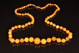 Baltic amber necklace made up of 75 round beads, the largest bead 16mm, 33g