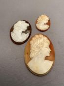 Three cameo shells