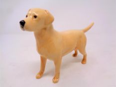 A Beswick figure, Labrador, Soloman of Wendover No.