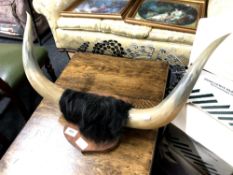 A set of cow horns mounted on a shield