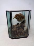 A taxidermy thrush on branch in a leaded glass terrarium
