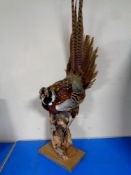 A taxidermy pheasant on branch