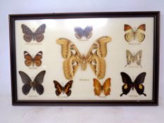 A framed montage of butterfly specimens