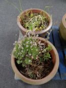 Two large terracotta pots.