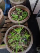 Two large terracotta pots.
