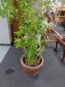 A pair of terracotta planters containing plants.