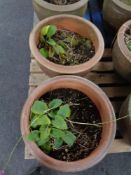Two large terracotta pots.
