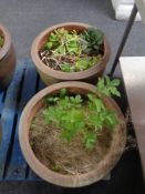 Two large terracotta pots.