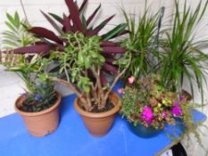 Five assorted house plants in pots together with a hanging basket.