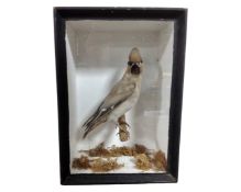 A taxidermy study of a Waxwing, in case.