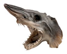 A taxidermy Shortfin Mako Shark.