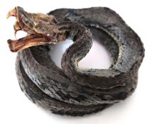 A preserved White-Lipped Pit Viper snake from East Java, Indonesia.