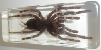 Tarantula Spider Golden Earth Tiger in block and box.