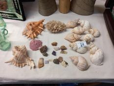 A quantity of sea shells & mineral stones