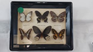 6 tropische Schmetterlinge präpariert im Rahmen