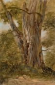 German/French, circa 1830/40. Tree study.