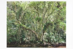 Thomas Struth. ”Paradies”. 2004