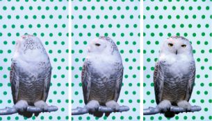 Robert Wilson. ”KOOL (Snowy Owl)”. 2006