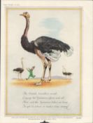 Original 1952 Guinness Print The Ostrich-G.E. 1832.CThis Print Is Over 60 Years Old And Is Not A
