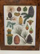 Beautifully Framed StunningVintage English Botanicals Print