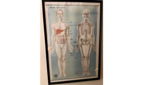 Framed Large Anatomical Chart The Human Skeleton & Body St John's c1930'S