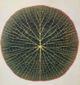 Beautifully Framed Stunning Vintage English Botanicals Print