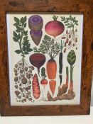 Beautifully Framed Stunning Vintage English Botanicals Print
