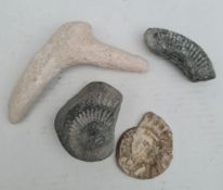 Collection of 4 Assorted Fossils The largest measures 4 inches long Collection of 4 Assorted Fossils