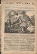 Antique Irish Newspaper 1834 Irelands Forms of Gymnastic Excercise