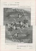 Hounds Race Grasmere Lake District 1901 Antique Print